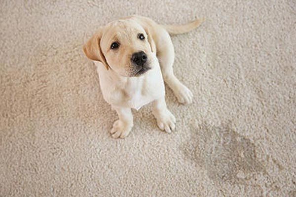 Pet Odor Removal Services