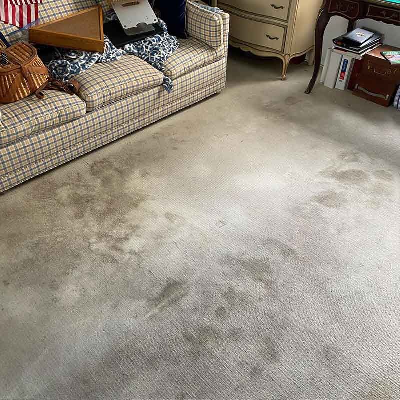 Carpet Cleaning Results