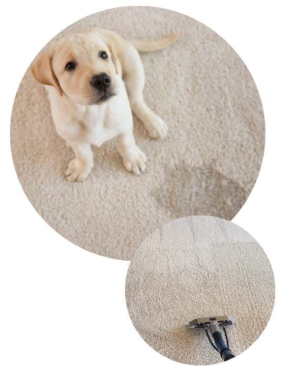 Pet Odor Removal Process Parkland Fl