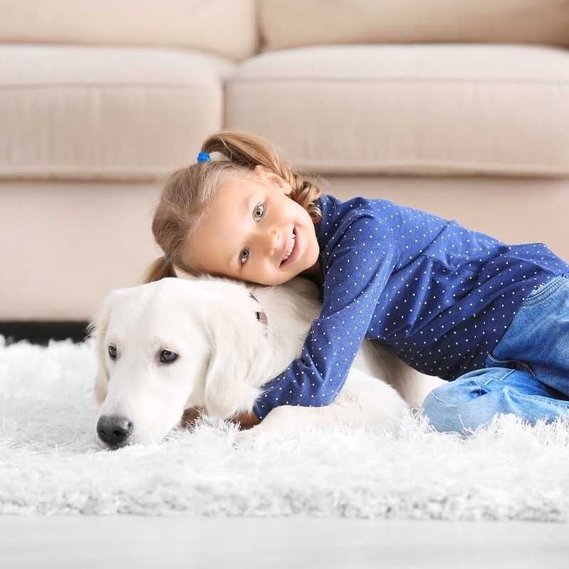 Pet Odor Removal Coconut Creek Fl
